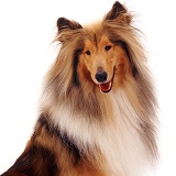 Rough Collie