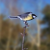 Great tit taking off from perch