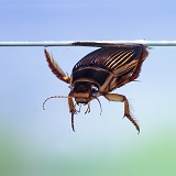 Great Diving Beetle at water surface