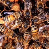 Honey bee mutual feeding within hive