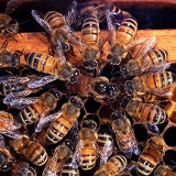 Honey bee queen tended by workers