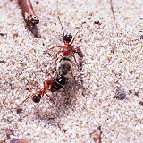 Slave-making ants dragging bee