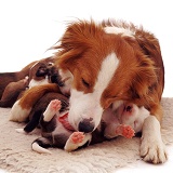 Border Collie with pups