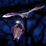 Egyptian Rousette Bats