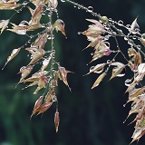 Raindrops on flowering grass