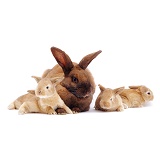 Family of rabbits