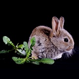 Baby rabbit