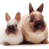 Netherland Dwarf rabbits