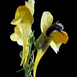 Bumblebee in toadflax