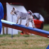 Dog agility Miniature Schnauzer
