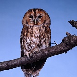 Tawny Owl perched