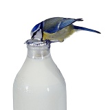 Blue tit drinking milk