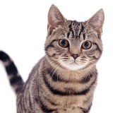 Tabby Shorthair cat