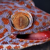 Tokay Gecko eye