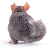 Chinchilla from behind