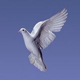 White pigeon in flight series - 2 of 7