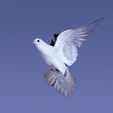White pigeon in flight series - 7 of 7