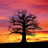 Ockley Oak at sunset