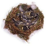 Great Tit chicks in nest