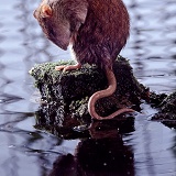 Rat in pond grooming