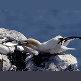 Gannet territorial dispute