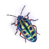 Rainbow Shieldbug