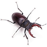 Stag Beetle male