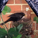 Blackbird at nest