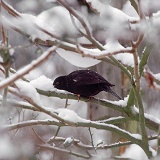 Blackbird eating snow