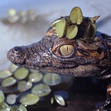 Baby crocodile