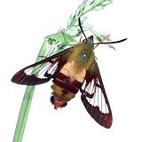 Hummingbird Sphynx Moth