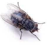 Bluebottle Fly