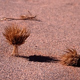 Grass roots exposed by wind erosion