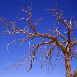 Dead tree in the Namib Desert