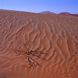 Dead desert plant in sand
