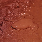 Clawed Toad in mud