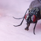 Housefly feeding on an iced cake