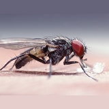 Lesser Housefly feeding on sugar