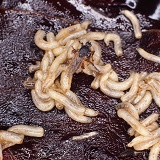 Seaweed Fly larvae
