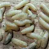 Bluebottle larvae
