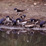 House Martins collecting mud