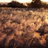 Grasses blowing in the wind