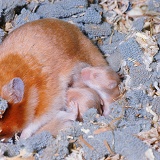 Mother and baby Golden Hamsters