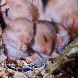 Baby Golden Hamsters