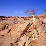 Dead tree on granite