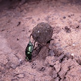Green dung beetle