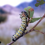Mopane Moth caterpillar
