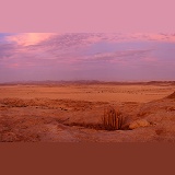 Hoodia and desert scene at sunset
