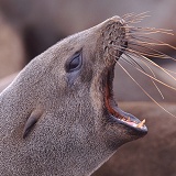 Fur seal yawning