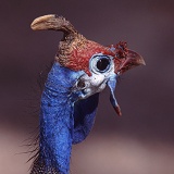 Helmeted Guineafowl portrait